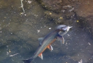 An artic char feeding in the surface. An artic char feeding in the surface.
