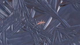 Trapped under the ice Trapped under the ice