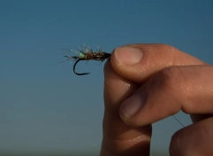 Humble fly Humble fly