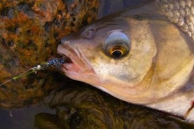 Brenda fish Brenda fish