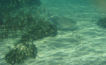 Underwater rainbow Underwater rainbow
