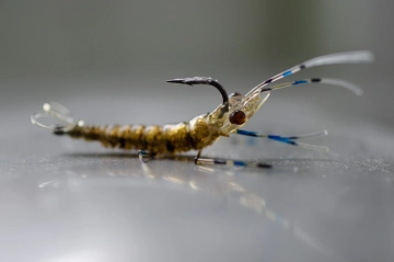 Swedish Chewy Shrimp Swedish Chewy Shrimp