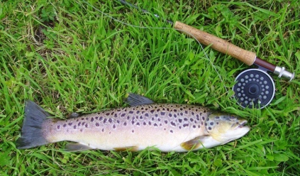 A brown trout fell A brown trout fell