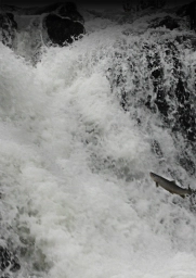 Climbing the waterfall Climbing the waterfall