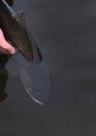 Going back Going back