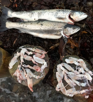 Squid galore Squid galore