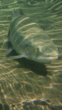 Sandy Rainbow Sandy Rainbow