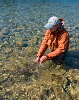 Salmon release Salmon release