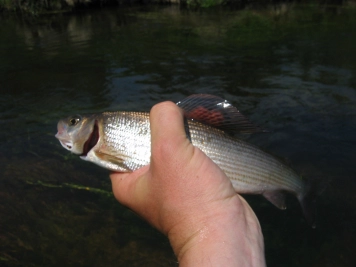 Grayling Grayling