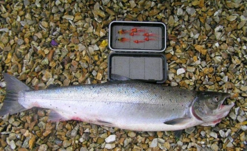 Shrimp flybox Shrimp flybox