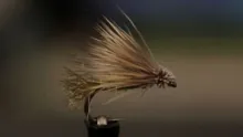 Video thumb for Olive X-Caddis