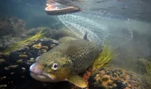 Video thumb for 8415 : 2012