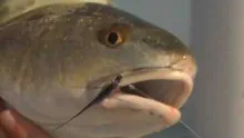 Video thumb for Fly Fishing Redfish & Black Drum