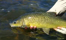 User submitted picture: A beautiful Yellow Fish t...