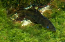 User submitted picture: codfish