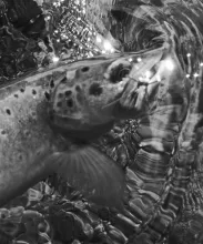 User submitted picture: Wild Big Thompson brown w...