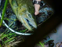 User submitted picture: My First chinook salmon o...