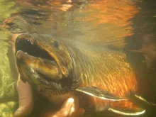 User submitted picture: Beautiful Brookie