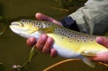 User submitted picture: Late season Grand River B...