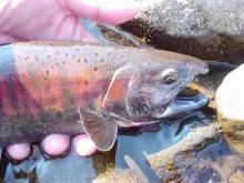 User submitted picture: Yamame Trout. Angler Saka...