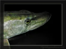 User submitted picture: winterpikeflyfishing