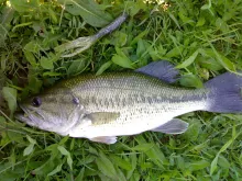 User submitted picture: omszki to hungary europa