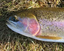 User submitted picture: The business end of a Rai...