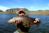 User submitted picture: www.lavaguada.cl: Brown T...