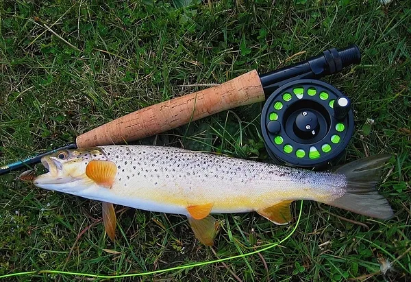 User submitted picture: Salmo Trutta from a small...