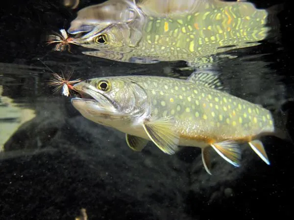 User submitted picture: small char on a parachute