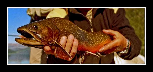 User submitted picture: Fontinalis, Lake Tromen, ...