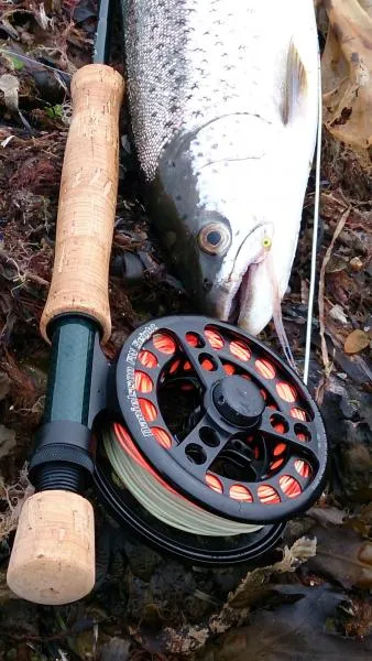 User submitted picture: Nice Silver on a Spring M...