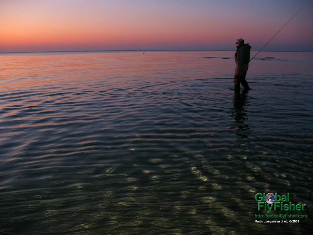 Computer screen wallpaper: Wading in the shallows on a beautiful evening.